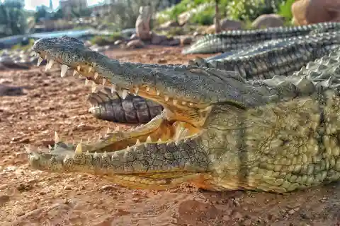 Agadir Crocoparc