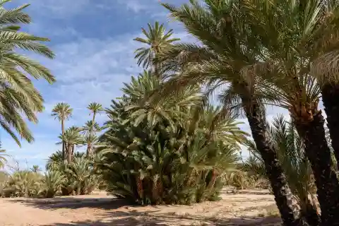 Palmeraie Marrakech